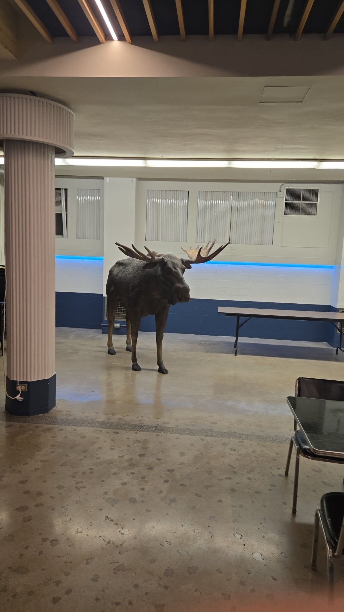 Moose Life Size Statue - Custom Prop Rentals