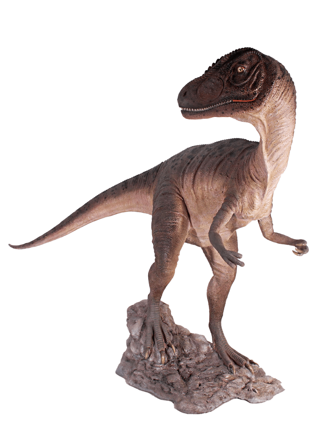 Allosaurus Dinosaur Head Turned - Custom Prop Rentals