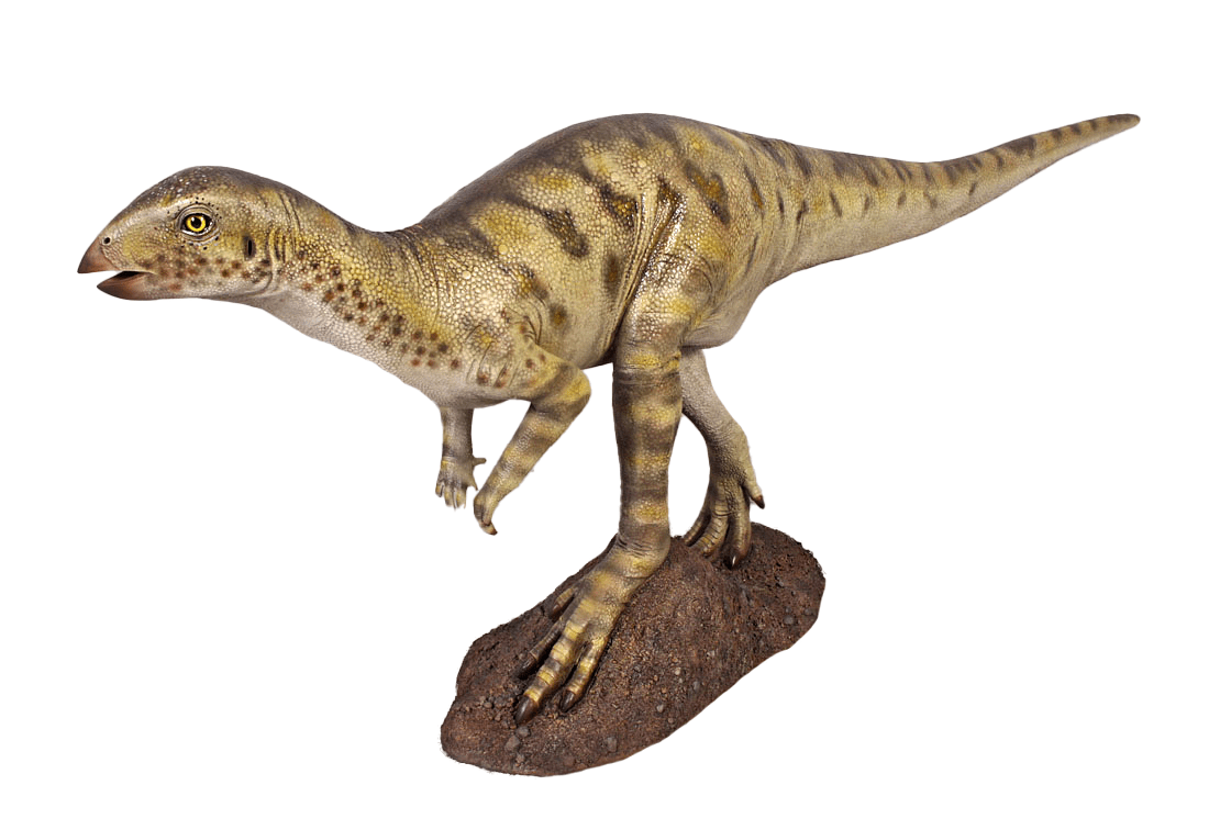 Hypsilophodont Dinosaur - Custom Prop Rentals