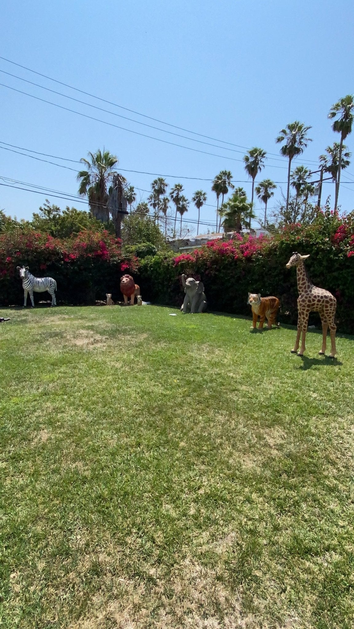 Zebra - Custom Prop Rentals