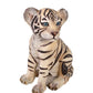 Siberian Tiger Cub Sitting