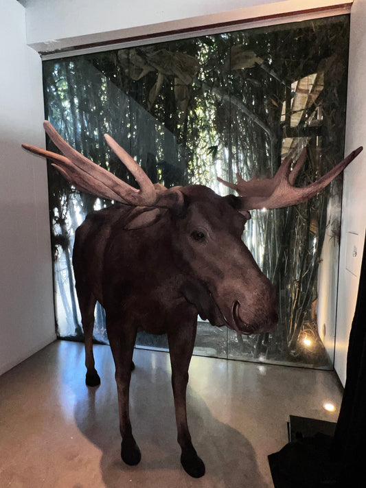 Moose Life Size Statue