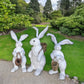 Triplet Rabbits