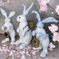 Triplet Rabbits