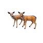 Deer Baby