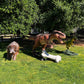 Animated T - Rex Rexy - Custom Prop Rentals