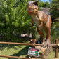 Animated T - Rex Spiky - Custom Prop Rentals