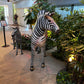 Baby Zebra - Custom Prop Rentals