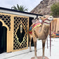 Camel Standing - Custom Prop Rentals