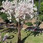 Cherry Blossom Tree - Custom Prop Rentals