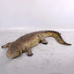 Crocodile Mouth Closed - Custom Prop Rentals