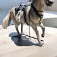 Life Size Animated Horse Maximus - Custom Prop Rentals