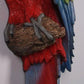 Macaw Parrot - Custom Prop Rentals