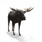 Moose Life Size Statue - Custom Prop Rentals