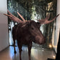Moose Life Size Statue - Custom Prop Rentals