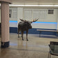 Moose Life Size Statue - Custom Prop Rentals