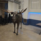 Moose Life Size Statue - Custom Prop Rentals