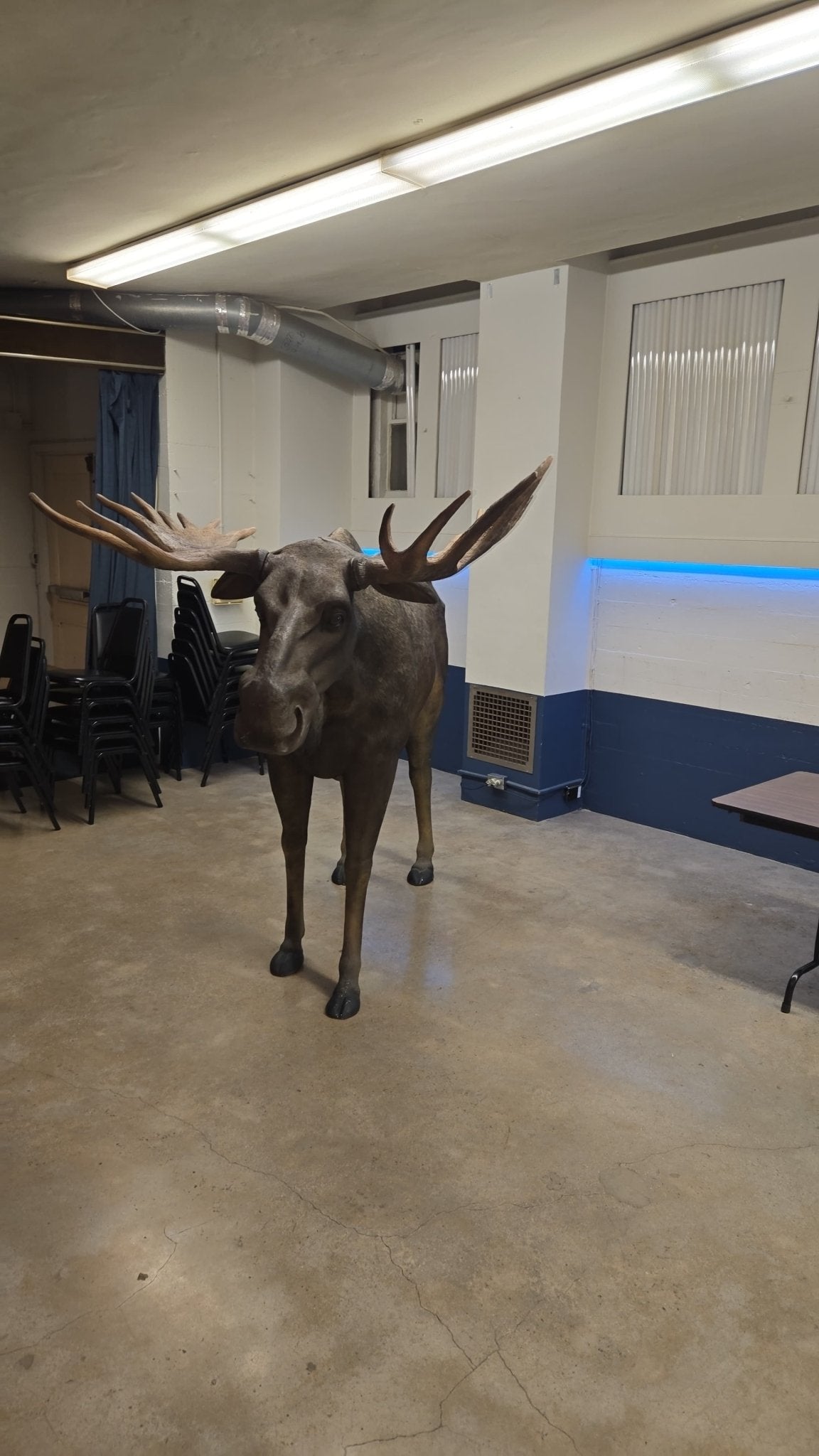 Moose Life Size Statue - Custom Prop Rentals