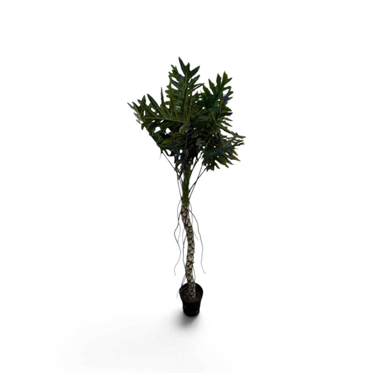 Palm Tree - Custom Prop Rentals