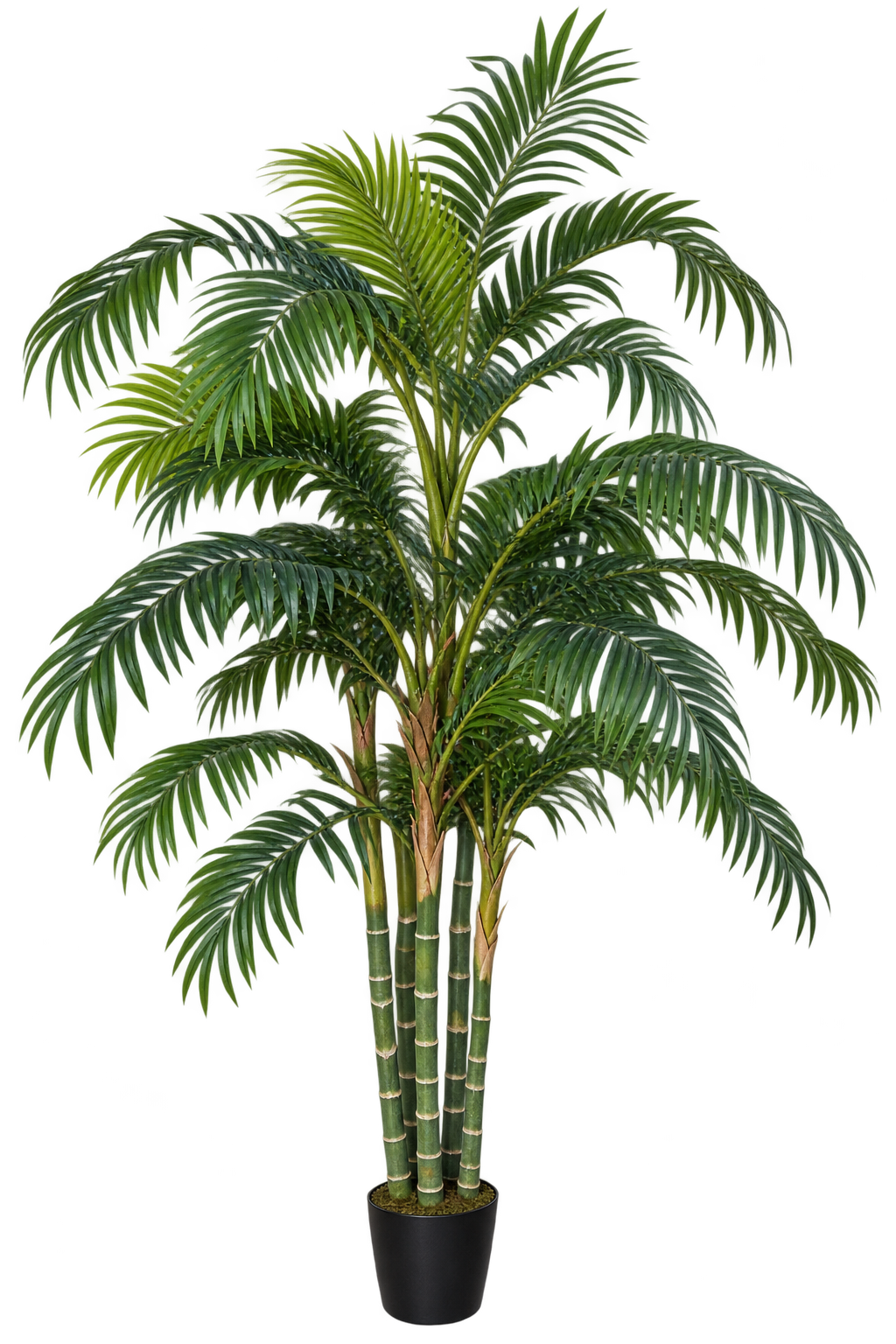 Palm Tree 6ft - Custom Prop Rentals