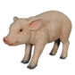 Piglet Walking - Custom Prop Rentals