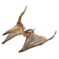 Pteranodon Dinosaur - Custom Prop Rentals