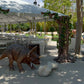 Triceratops Dinosaur - Custom Prop Rentals