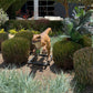Velociraptor Dinosaur On Base - Custom Prop Rentals