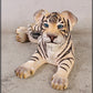 Siberian Cub Laying