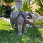 Elephant Baby