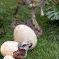 Baby Dinosaur Egg Hatching