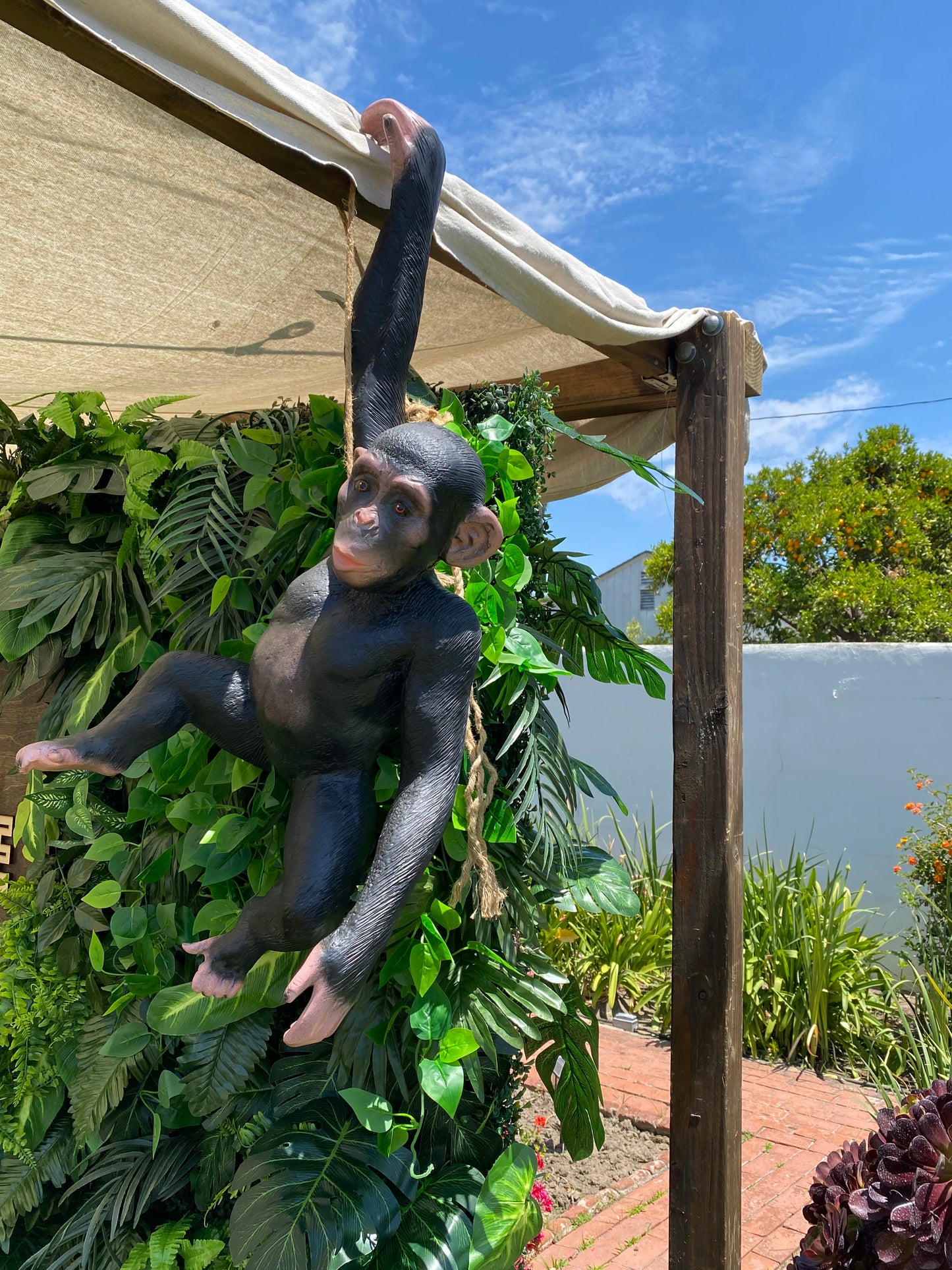 Monkey Chimpanzee Hanging
