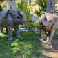 Elephant Baby