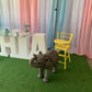 Elephant Baby