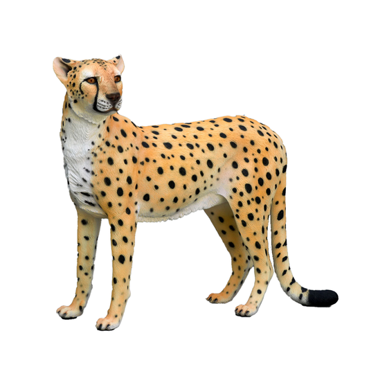 Cheetah