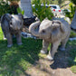 Elephant Baby