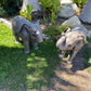 Elephant Baby