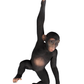 Monkey Chimpanzee Hanging