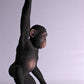 Monkey Chimpanzee Hanging