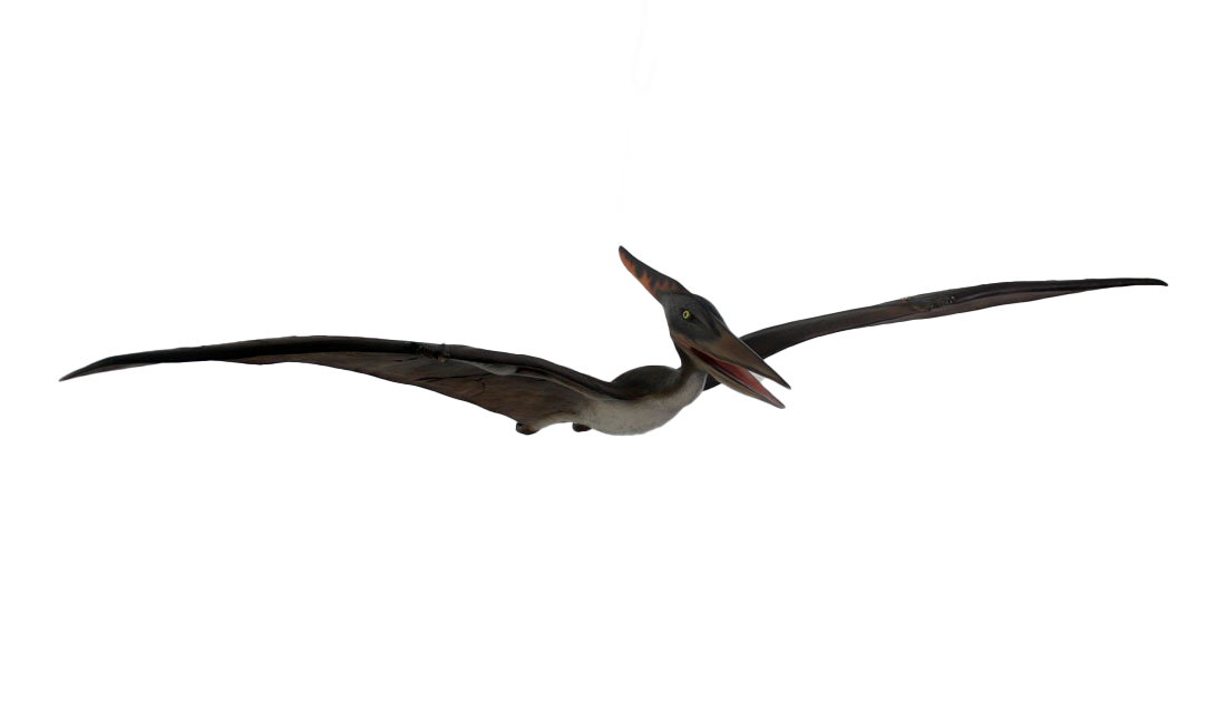 Pteranodon Baby  Dinosaur