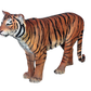 Tiger Sumatran