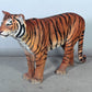 Tiger Sumatran