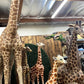 Animated Giraffe - Custom Prop Rentals