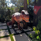 Animated T - Rex Rexy - Custom Prop Rentals