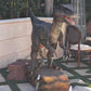 Animated Velociraptor Delta - Custom Prop Rentals