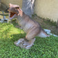 Baby T - REX - Custom Prop Rentals