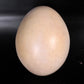 Dinosaur Assorted Eggs - Custom Prop Rentals