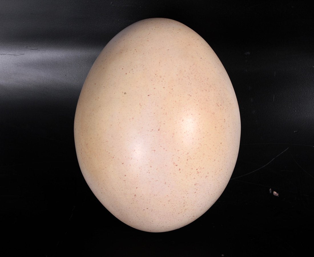 Dinosaur Assorted Eggs - Custom Prop Rentals