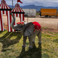Elephant Standing - Custom Prop Rentals