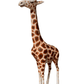 Giraffe Walking Head Tilt - Custom Prop Rentals